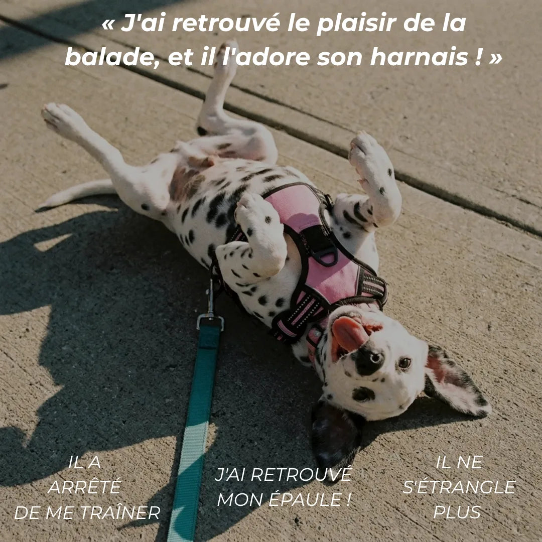 Harnais Anti-Traction 2-en-1 - Il Arrête de Tirer Dès la 1ère Sortie - Confortable Sans l'Étrangler - Pour Petit & Grand Chien