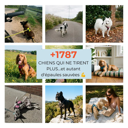 Harnais Anti-Traction 2-en-1 - Il Arrête de Tirer Dès la 1ère Sortie - Confortable Sans l'Étrangler - Pour Petit & Grand Chien