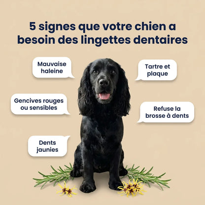 Lingettes Dentaires | Des dents propres et une haleine fraîche dès 7 jours : élimine jusqu'à 99 % de la plaque et des bactéries, en 30 secondes par jour et sans brosse